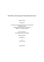 Rem2 Effects on the Development of Neonatal Mouse Barrel Cortex