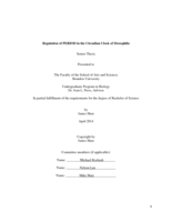 Regulation of PERIOD in the Circadian Clock of Drosophila