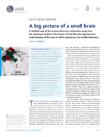 A big picture of a small brain.