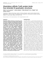 Clostridium difficile TcdC protein binds four-stranded G-quadruplex structures.