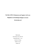 The Role of RNA Polymerase and Negative Cell Cycle Regulators in Facilitating Stringent Arrest in Escherichia coli