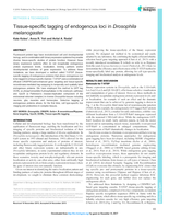 Tissue-specific tagging of endogenous loci in Drosophila melanogaster