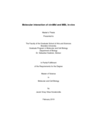 Molecular Interaction of circMbl and MBL in vivo