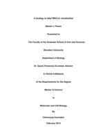A strategy to label RNA for visualization