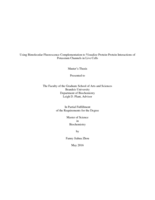 Using Bimolecular Fluorescence Complementation to Visualize Protein-Protein Interactions of Potassium Channels in Live Cells
