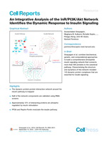 An Integrative Analysis of the InR/PI3K/Akt Network Identifies the Dynamic Response to Insulin Signaling