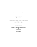 The Role of Class 4 Semaphorins and PlexinB Receptors in Synapse Formation