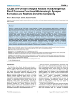 A loss-of-function analysis reveals that endogenous Rem2 promotes functional glutamatergic synapse formation and restricts dendritic complexity.