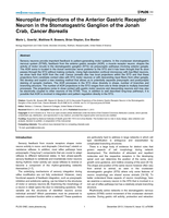 Neuropilar projections of the anterior gastric receptor neuron in the stomatogastric ganglion of the Jonah crab, Cancer borealis.