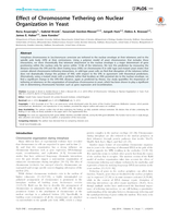 Effect of Chromosome Tethering on Nuclear Organization in Yeast