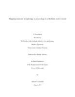 Mapping neuronal morphology to physiology in a rhythmic motor circuit