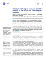 Sloppy morphological tuning in identified neurons of the crustacean stomatogastric ganglion.