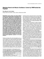 Matching neural and muscle oscillators: control by FMRFamide-like peptides