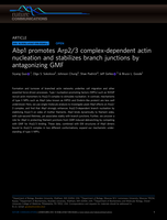 Abp1 promotes Arp2/3 complex-dependent actin nucleation and stabilizes branch junctions by antagonizing GMF