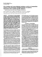 DNA binding and transcriptional regulatory activity of mammalian achaete-scute homologous (MASH) proteins revealed by interaction with a muscle-specific enhancer