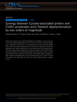 Synergy between Cyclase-associated protein and Cofilin accelerates actin filament depolymerization by two orders of magnitude