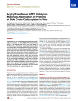 Arginyltransferase ATE1 catalyzes midchain arginylation of proteins at side chain carboxylates in vivo