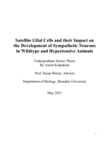 Satellite Glial Cells and their Impact on the Development of Sympathetic Neurons in Wildtype and Hypertensive Animals