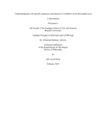 Understanding the cell-specific expression and function of circRNAs in the Drosophila head