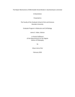 The Repair Mechanisms of DNA Double Strand Breaks in Saccharomyces cerevisiae