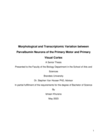 Morphological and Transcriptomic Variation between Parvalbumin Neurons of the Primary Motor and Primary Visual Cortex
