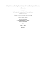 Cell Cycle Arrest and Homology Search During Double-Strand Break Repair in S. Cerevisiae