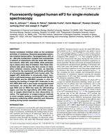 Fluorescently-tagged human eIF3 for single-molecule spectroscopy