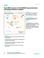 Cryo-EM structure of the RADAR supramolecular anti-phage defense complex