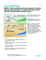 CMTR-1 RNA methyltransferase mutations activate widespread expression of a dopaminergic neuron-specific mitochondrial complex I gene